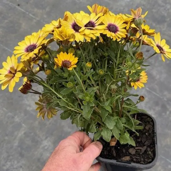 Osteospermum Blue Eyed Beauty 140mm