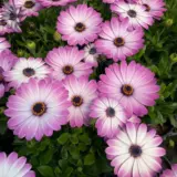 Osteospermum Gelato Candy White P14ostgcw - Garden Express Australia