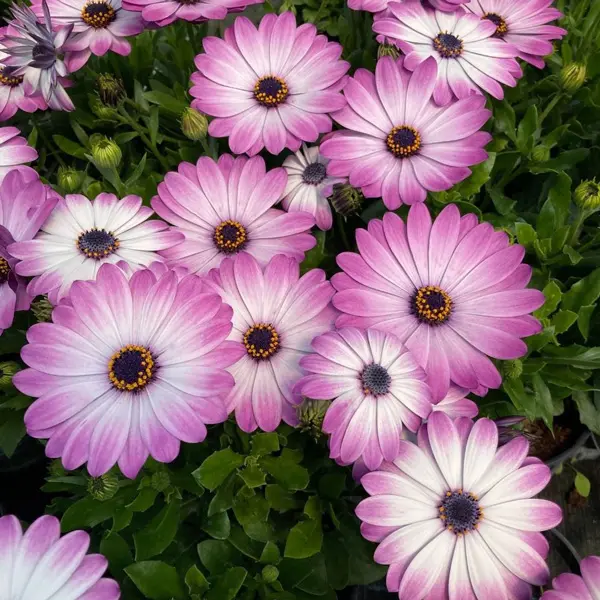 Osteospermum Gelato Candy White