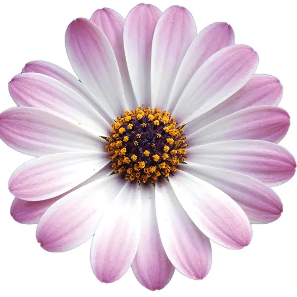 Osteospermum Gelato Candy White