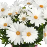 Osteospermum Margarita Creme Osteospermum Margarita Creme