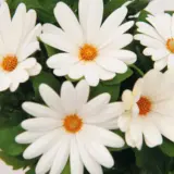 Osteospermum Margarita Creme P68ostmcr - Garden Express Australia