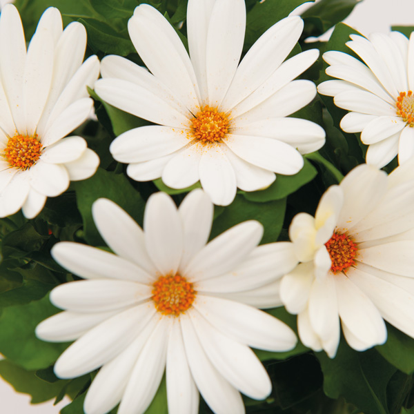 Osteospermum Margarita Creme Osteospermum Margarita Creme