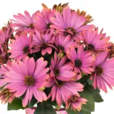Osteospermum Margarita Pink Secret P68ostmps - Garden Express Australia