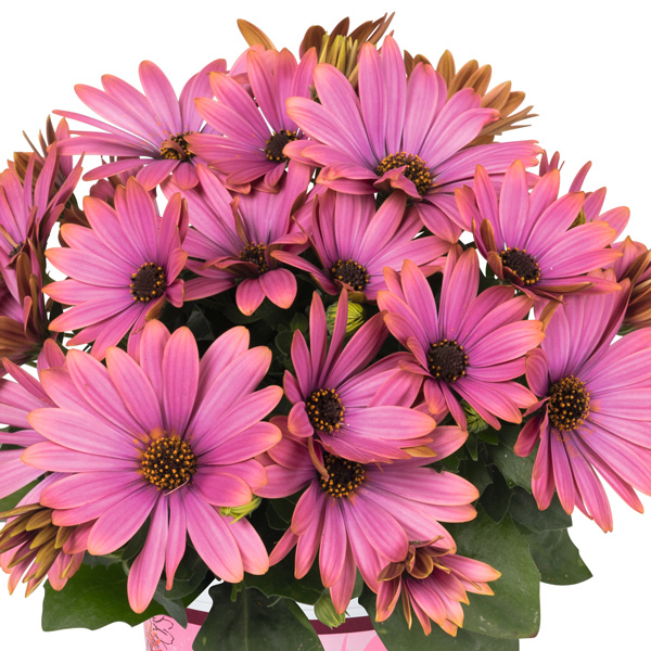 Osteospermum Margarita Pink Secret Osteospermum Margarita Pink Secret