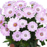 Osteospermum Margarita Plus Zebra Pink P68ostmzp - Garden Express Australia