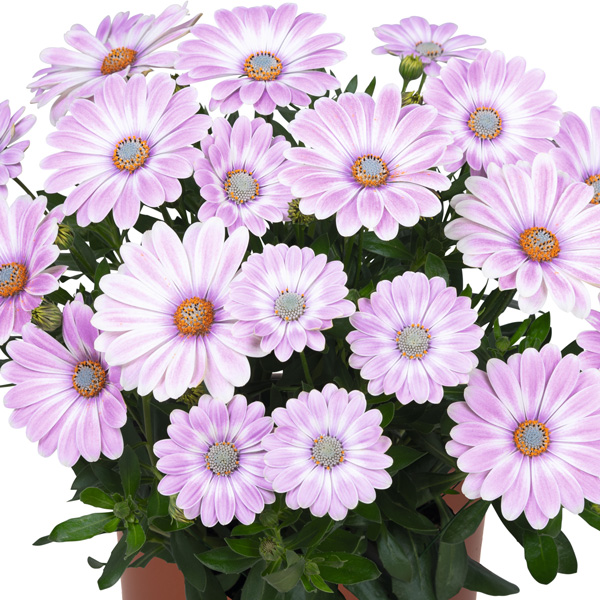 Osteospermum Margarita Plus Zebra Pink Osteospermum Margarita Plus Zebra Pink