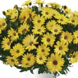 Osteospermum Osticade Yellow P68ostoyw - Garden Express Australia