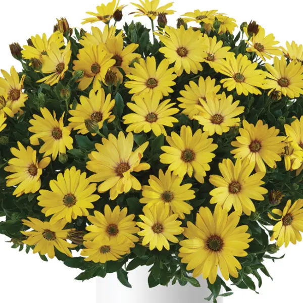 Osteospermum Osticade Yellow Osteospermum Osticade Yellow