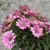 Osteospermum Sunny Galina P14ostsga - Garden Express Australia