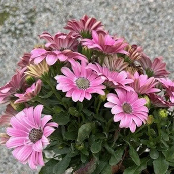 Osteospermum Sunny Galina