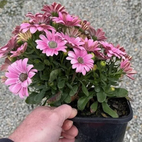Osteospermum Sunny Galina