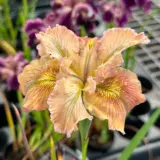 Pacific Coast Iris Apricot Shades Pacific Coast Iris Apricot Shades