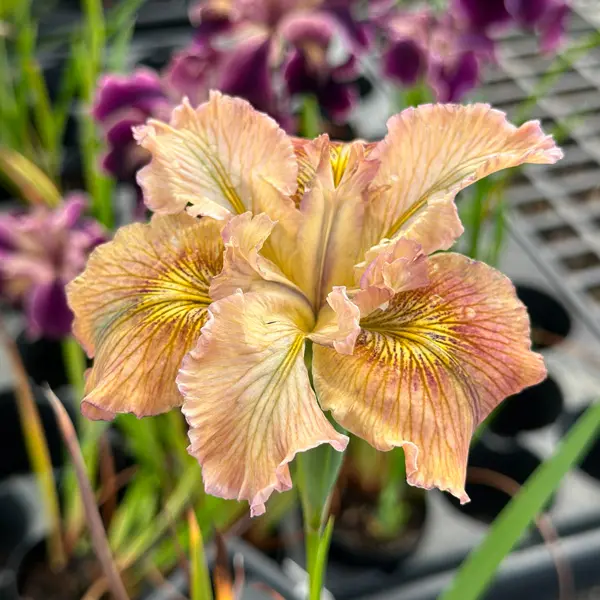 Pacific Coast Iris Apricot Shades Pacific Coast Iris Apricot Shades