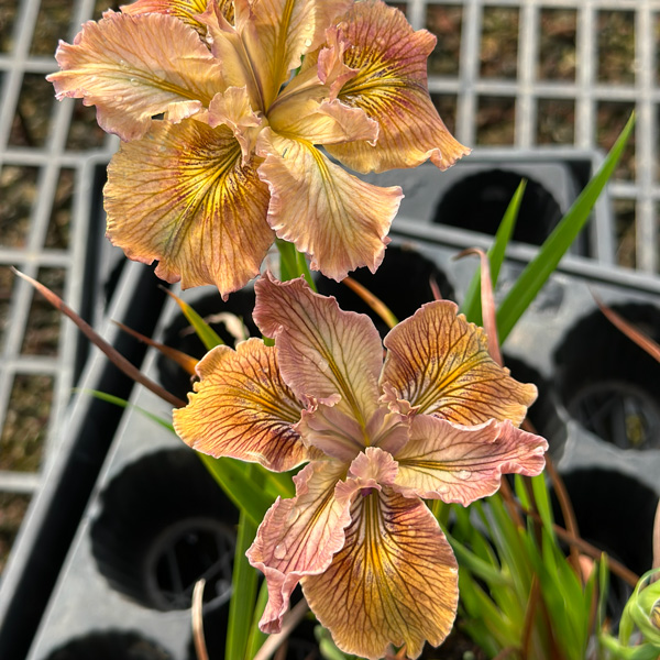 Pacific Coast Iris Apricot Shades