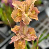Pacific Coast Iris Apricot Shades P75pacash - Garden Express Australia