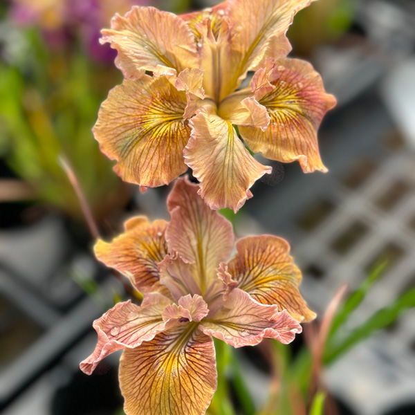 Pacific Coast Iris Apricot Shades