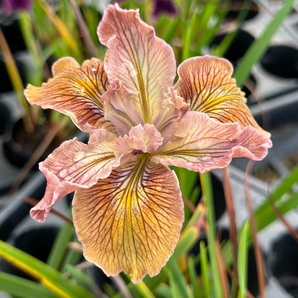 Pacific Coast Iris Apricot Shades