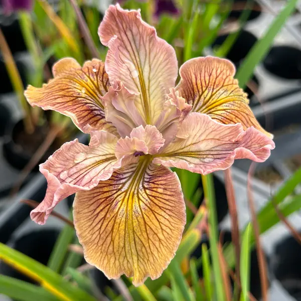 Pacific Coast Iris Apricot Shades Pacific Coast Iris Apricot Shades