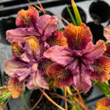 Pacific Coast Iris Copper Shades