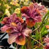 Pacific Coast Iris Copper Shades P75paccsh - Garden Express Australia