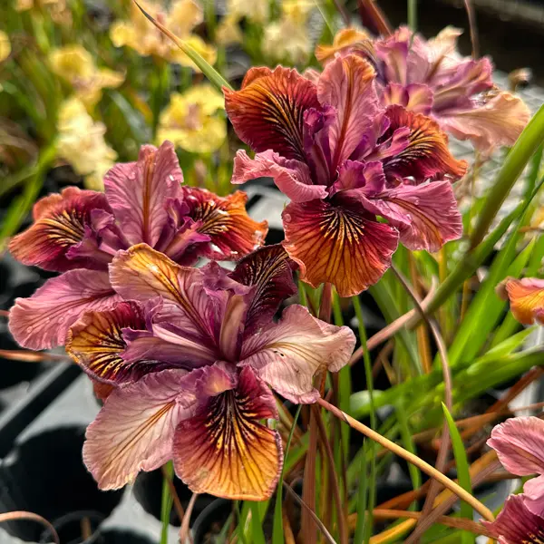 Pacific Coast Iris Copper Shades