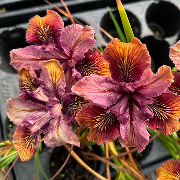 Pacific Coast Iris Copper Shades