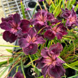 Pacific Coast Iris Dark Burgundy Shades 1 - Garden Express Australia