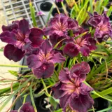 Pacific Coast Iris Dark Burgundy Shades 1 - Garden Express Australia