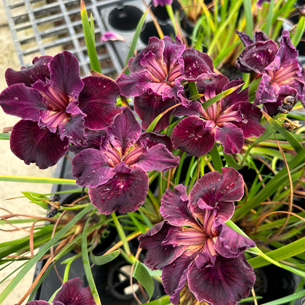 Pacific Coast Iris Dark Burgundy Shades