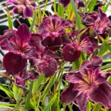 Pacific Coast Iris Dark Burgundy Shades Pacific Coast Iris Dark Burgundy Shades