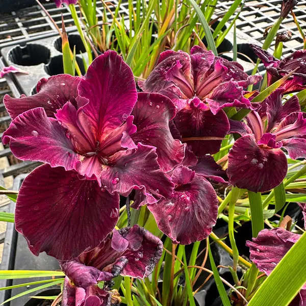 Pacific Coast Iris Dark Burgundy Shades