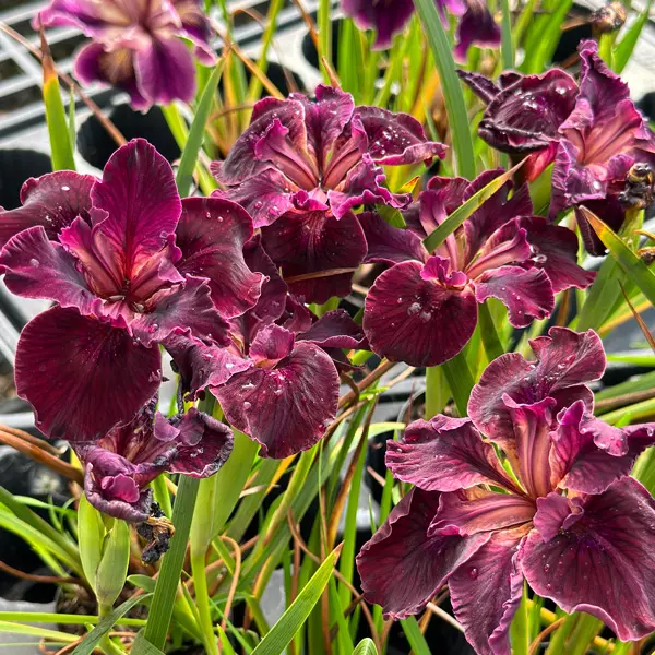 Pacific Coast Iris Dark Burgundy Shades