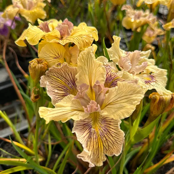 Pacific Coast Iris Lemon Shades Pacific Coast Iris Lemon Shades