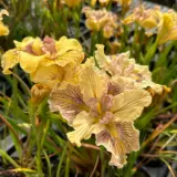 Pacific Coast Iris Lemon Shades P75paclsh - Garden Express Australia