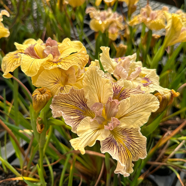 Pacific Coast Iris Lemon Shades