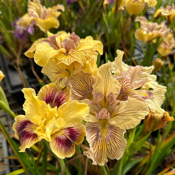 Pacific Coast Iris Lemon Shades Pacific Coast Iris Lemon Shades