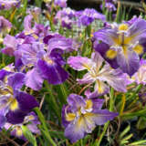 Pacific Coast Iris Mauve Shades