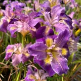 Pacific Coast Iris Mauve Shades Pacific Coast Iris Mauve Shades
