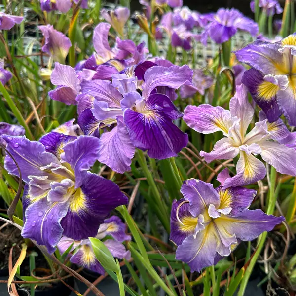 Pacific Coast Iris Mauve Shades Pacific Coast Iris Mauve Shades