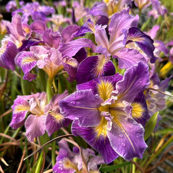 Pacific Coast Iris Mauve Shades