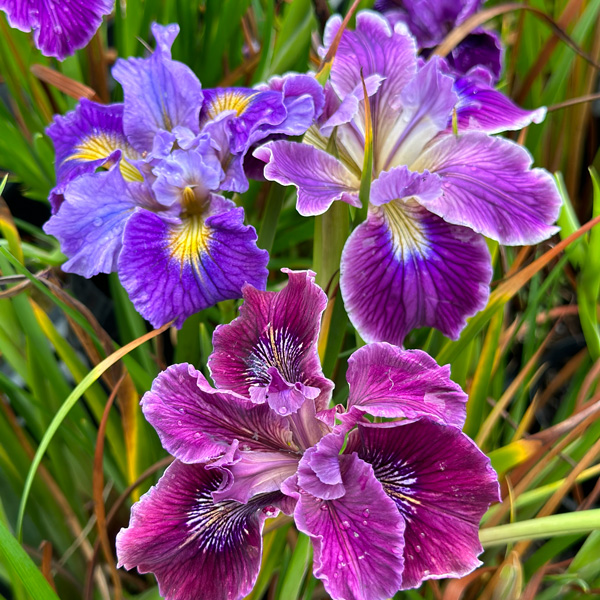 Pacific Coast Iris Purple Shades