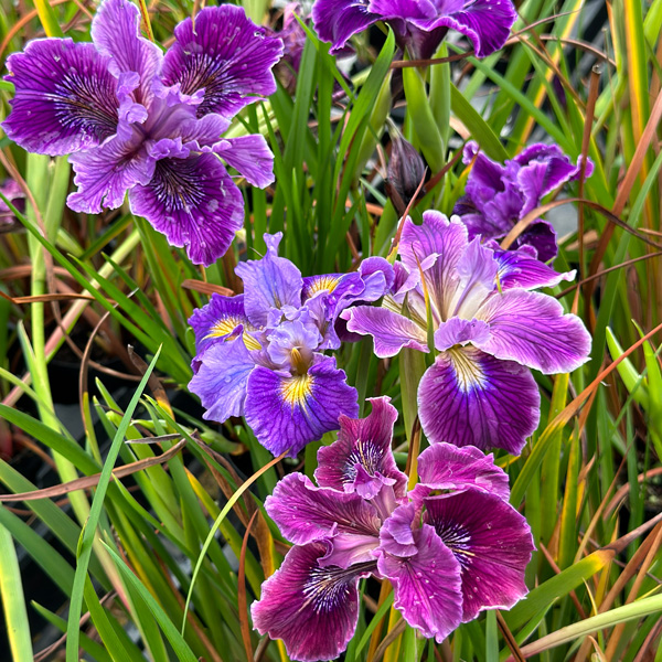 Pacific Coast Iris Purple Shades