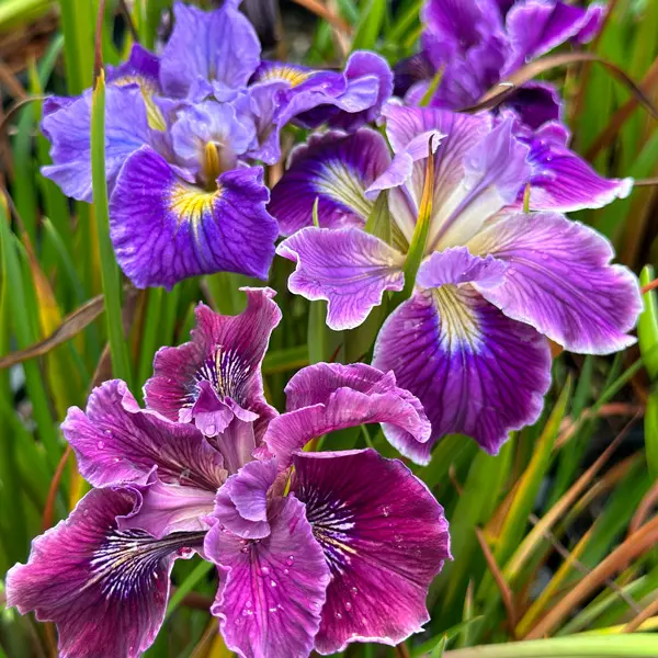 Pacific Coast Iris Purple Shades