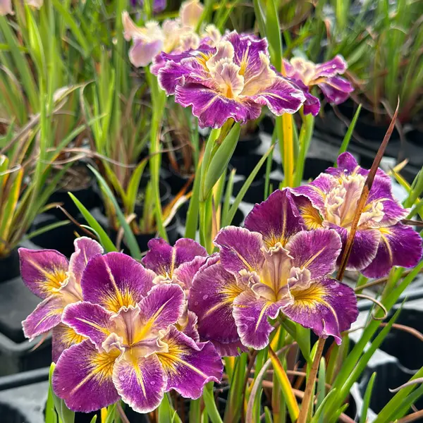Pacific Coast Iris Purple With Gold Shades