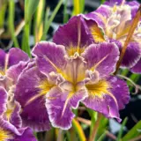 Pacific Coast Iris Purple With Gold Shades Pacific Coast Iris Purple With Gold Shades