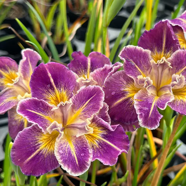 Pacific Coast Iris Purple With Gold Shades