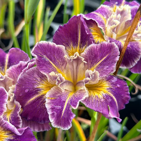 Pacific Coast Iris Purple With Gold Shades