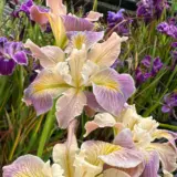 Pacific Coast Iris Soft Lavender Cream Shades Pacific Coast Iris Soft Lavender Cream Shades