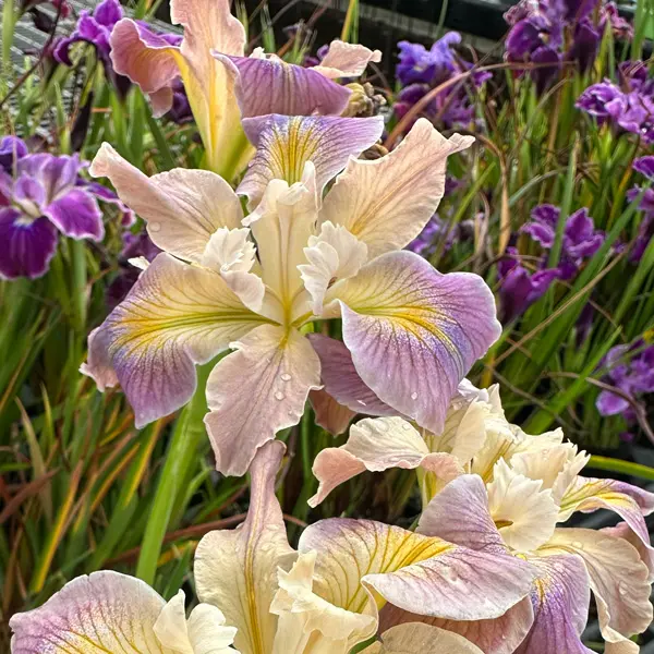 Pacific Coast Iris Soft Lavender Cream Shades